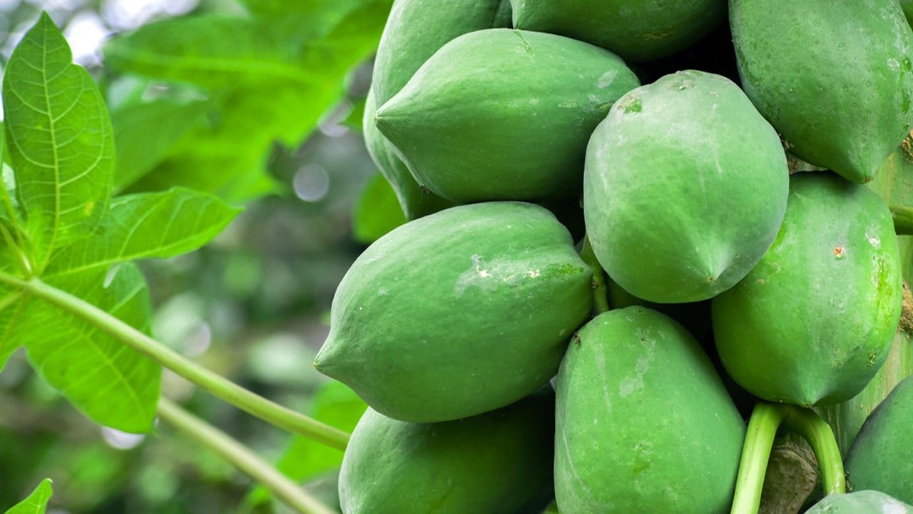 Raw Papaya : పచ్చి బొప్పాయి తింటే మహిళలకు కలిగే అద్భుత లాభాలు ఇవే.. నిపుణులు చెప్పిన నిజాలు