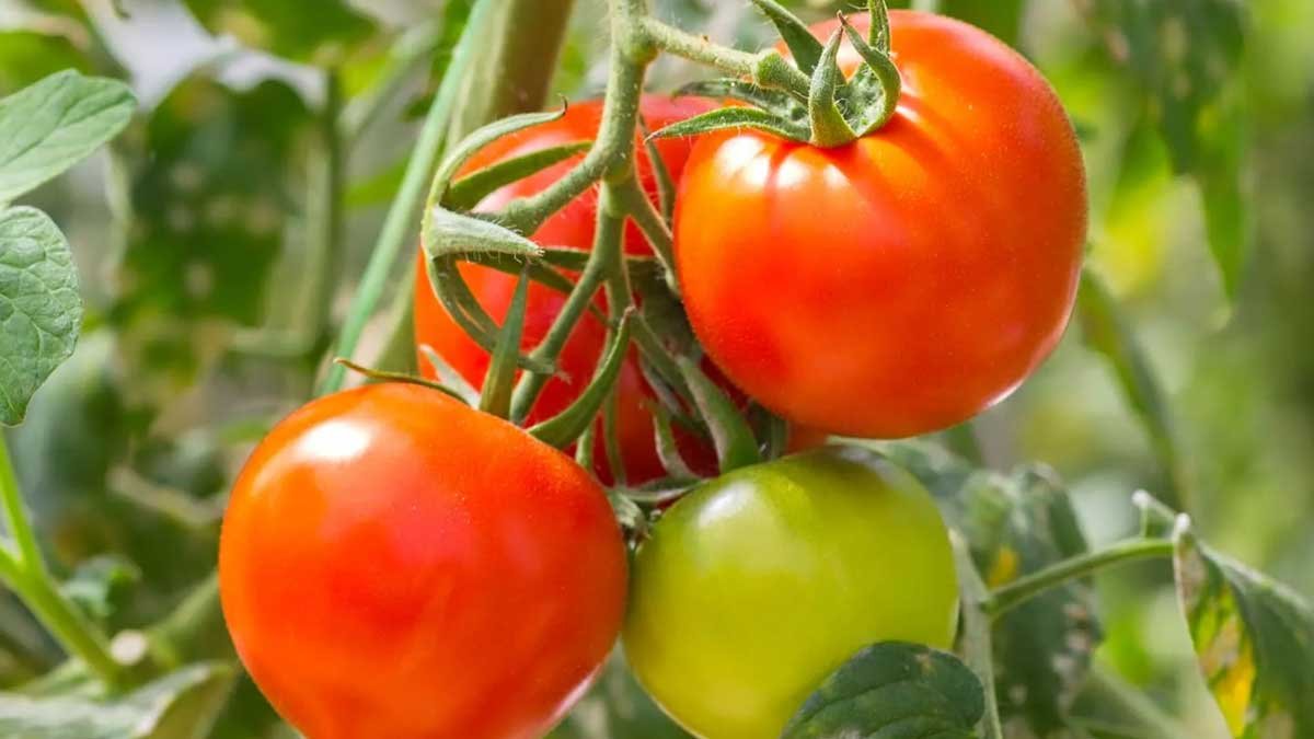Tomato : ఫ్రిజ్ లేకుండానే టమోటాలు ఎక్కువ రోజులు తాజాగా ఉండాలా? ఈ పాతకాలపు చిట్కా మీకోసమే!