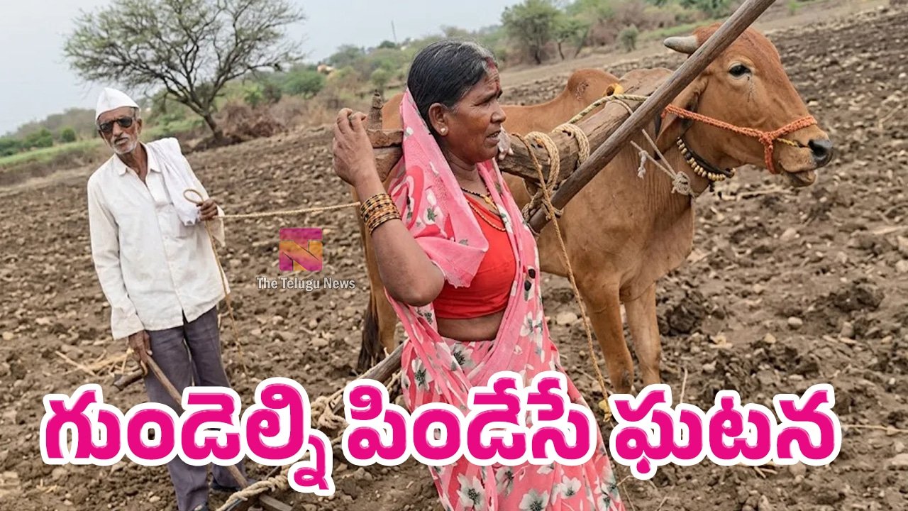 Viral Video : గుండెల్ని పిండేసే ఘటన.. ఎద్దు చనిపోవడంతో భార్యను కాడికి కట్టి పొలం దున్నిన రైతు..!