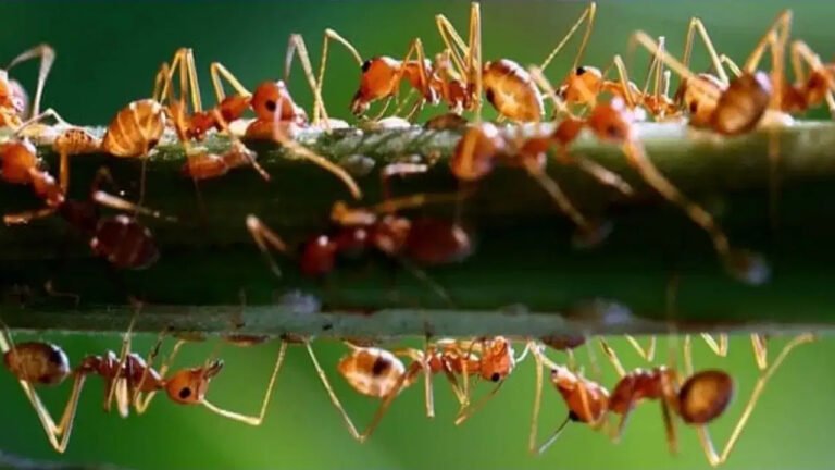 Ants : ఇంట్లో చీమలు లైన్లోనే ఎందుకు వెళ్తాయి? అసలు కారణం తెలిస్తే షాక్ అవుతారు! Ants : ఇంట్లో చీమలు లైన్లోనే ఎందుకు వెళ్తాయి? అసలు కారణం తెలిస్తే షాక్ అవుతారు!