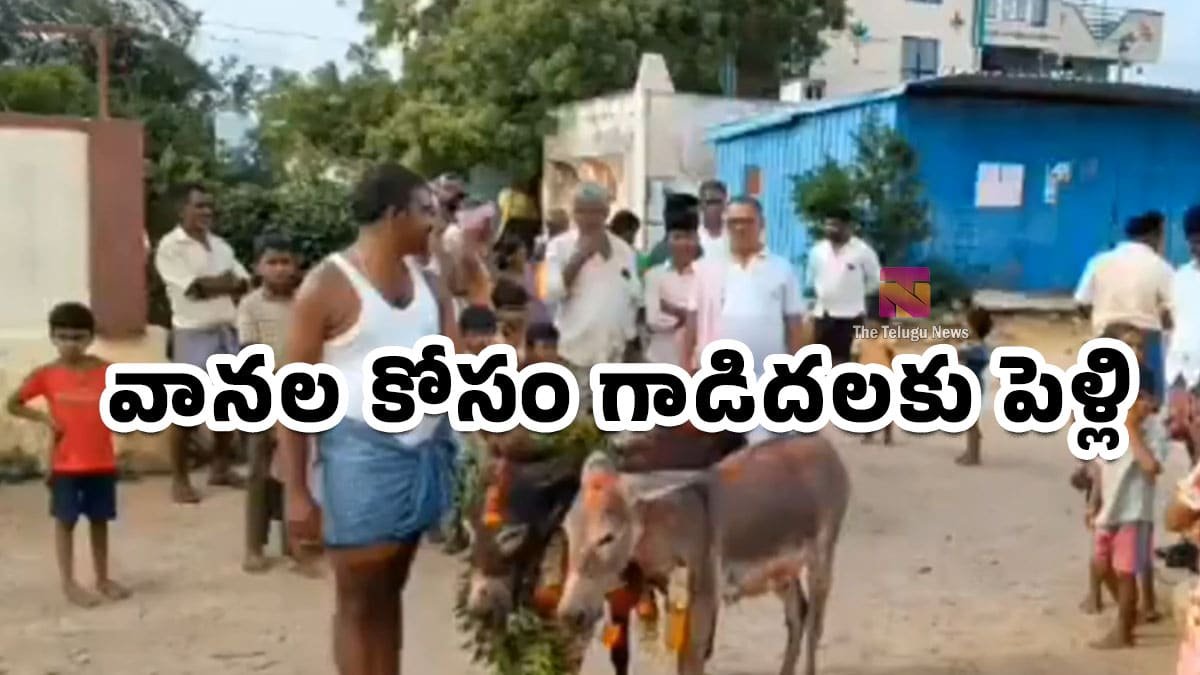 Donkey Marriage : వానల కోసం గాడిదలకు పెళ్లి.. ఏపీలో అరుదైన ఆచారం వైరల్ వీడియో..!
