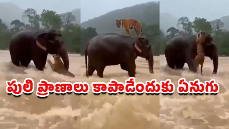 Elephant Tiger : పులి ప్రాణాలు కాపాడేందుకు ఏనుగు.. వైరల్ వీడియో చూసి నెటిజన్లు ఫిదా! Elephant Tiger : పులి ప్రాణాలు కాపాడేందుకు ఏనుగు.. వైరల్ వీడియో చూసి నెటిజన్లు ఫిదా!