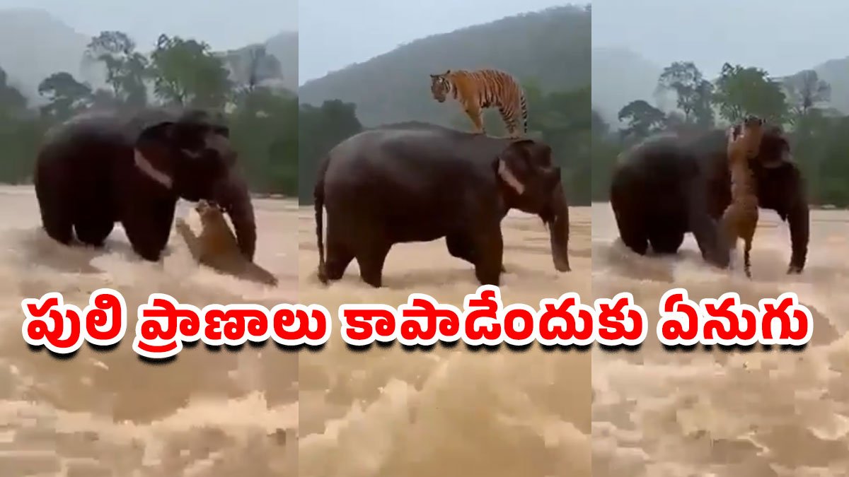 Elephant Tiger : పులి ప్రాణాలు కాపాడేందుకు ఏనుగు.. వైరల్ వీడియో చూసి నెటిజన్లు ఫిదా! Elephant Tiger : పులి ప్రాణాలు కాపాడేందుకు ఏనుగు.. వైరల్ వీడియో చూసి నెటిజన్లు ఫిదా!