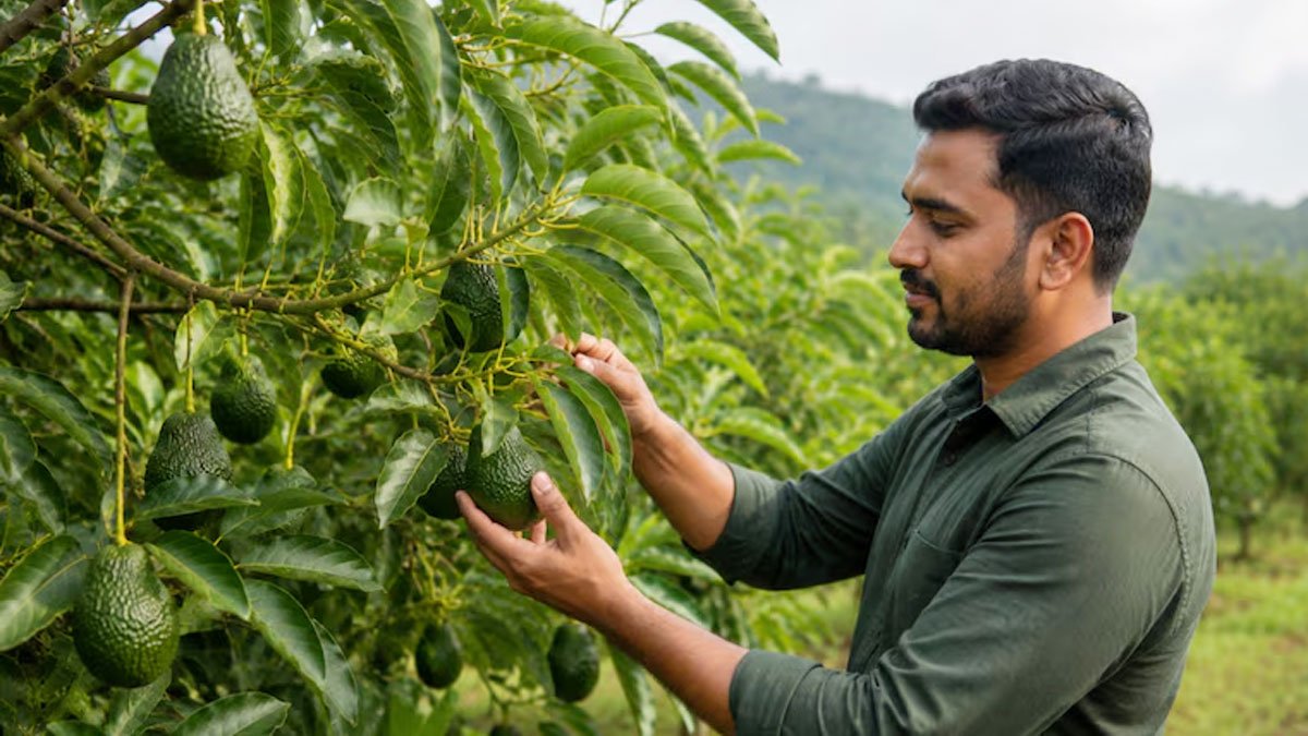 Farming : ఆక్స్ఫర్డ్ MBA.. లండన్ ఉద్యోగానికి గుడ్బై! అవకాడో సాగుతో ఏడాదికి రూ.8 లక్షల సంపాదిస్తున్నా యువకుడి కథ వైరల్..!