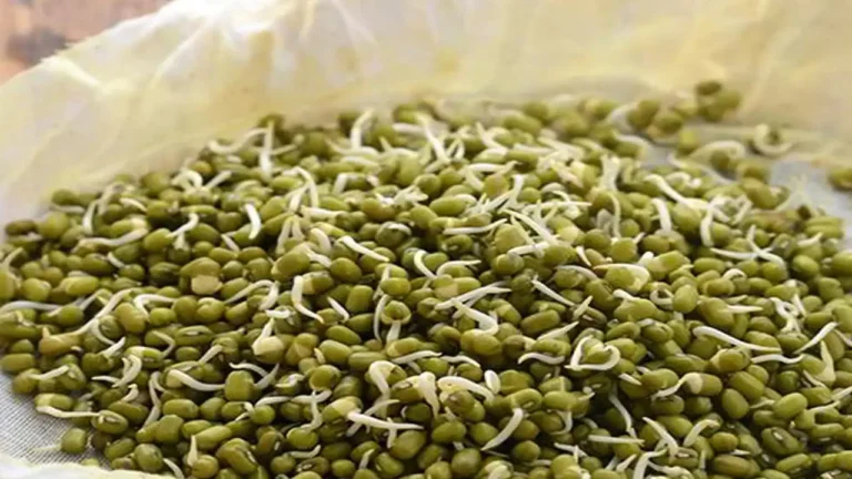 Sprouted Green Gram : కోడిగుడ్లు, పాలకంటే ఎక్కువ ప్రొటీన్.. ఈ సూపర్ ఫుడ్ తెలుసా?.. రోజూ గుప్పెడు చాలు!