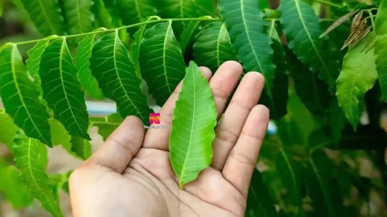 Neem Leaves : చేదు వేపలో ఇన్ని ఆరోగ్య రహస్యాలా? రోజూ 4 ఆకులు తింటే శరీరంలో ఏం జరుగుతుందంటే! Neem Leaves : చేదు వేపలో ఇన్ని ఆరోగ్య రహస్యాలా? రోజూ 4 ఆకులు తింటే శరీరంలో ఏం జరుగుతుందంటే!