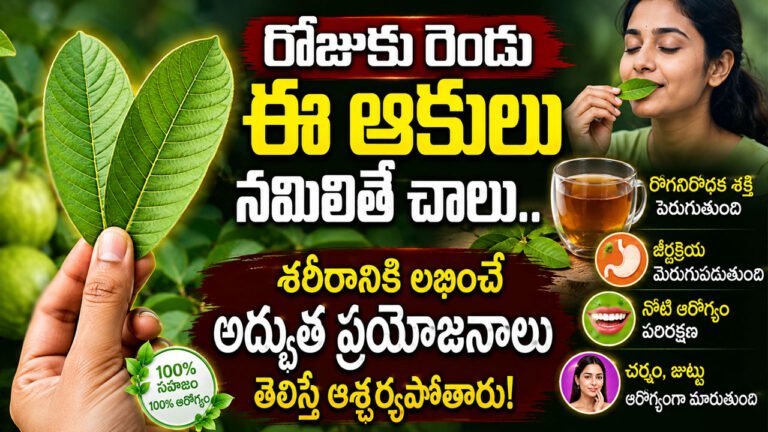 Guava leaves : రోజుకు రెండు ఈ ఆకులు నమిలితే చాలు.. శరీరానికి లభించే అద్భుత ప్రయోజనాలు తెలిస్తే ఆశ్చర్యపోతారు!