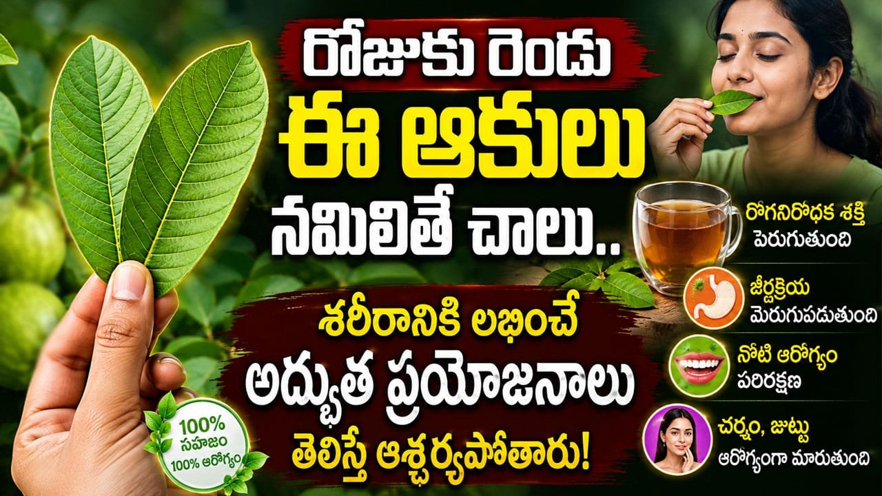 Guava leaves : రోజుకు రెండు ఈ ఆకులు నమిలితే చాలు.. శరీరానికి లభించే అద్భుత ప్రయోజనాలు తెలిస్తే ఆశ్చర్యపోతారు!