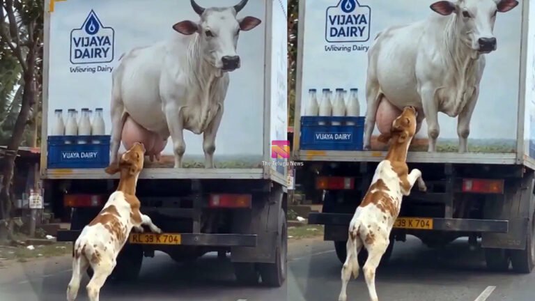 Viral Video : బొమ్మనే అమ్మ అనుకుని.. పాల కోసం పసి దూడ తపన.. గుండెల్ని పిండేస్తున్న వీడియో